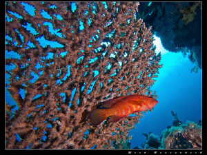 Red Sea Coral Grouper and "his" coral ;-) by Rico Besserdich 